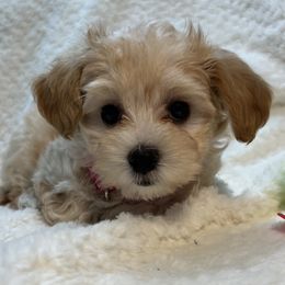 Violet - Maltipoo puppy in Fredericksburg, Ohio from Edna Keim