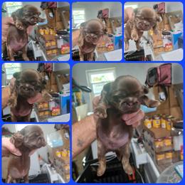 Boy 2 - Chocolate and tan male Shih Tzu puppy in Houston, Texas from Shih Tzu Houston