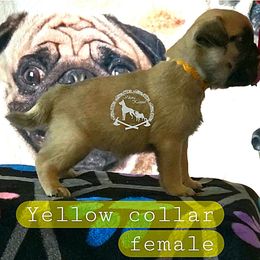 Ariat - Pug puppy from Viking Kennel