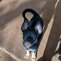 Mimosa - Black white and tan female Xoloitzcuintli puppy in Tecumseh, Oklahoma from Junkyard Xolos