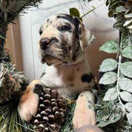 Holly - Harlequin female Great Dane puppy in Dundee, Michigan from Weslow AKC Danes