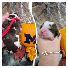 Norman - Red and white male English Springer Spaniel puppy in Freeland, Michigan from McNally's Springer Spaniels
