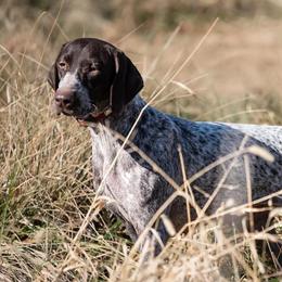 Secret - German Shorthaired Pointer