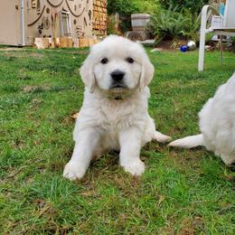 Golden Retriever Puppies from Hoekema Homestead Goldens