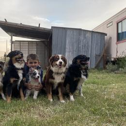 Aussiedoodles and Miniature Australian Shepherds from Zia Desert Aussies