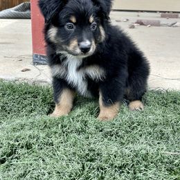 Australian Shepherd and Miniature Australian Shepherd Puppies from Elevation Kennels