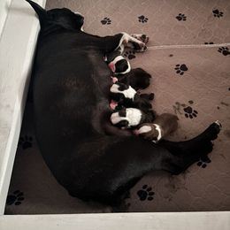 Boston Terrier puppies from Lost Valley Bostons