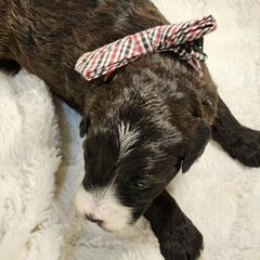 Boy 1 - Black male Whoodle puppy in O'neill, Nebraska from Willowdale Doodles