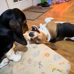 Basset Hound and Collie Puppies from Collegiate Bassets and Rheign Collies