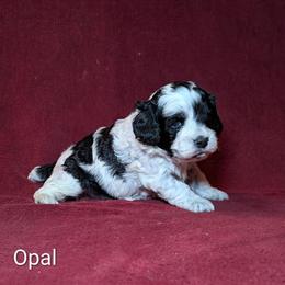 Opal - Black and white female Cockapoo puppy in Sunset, Louisiana from Cano Cockapoos
