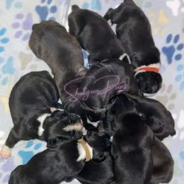 Boston Terrier and Boxer Puppies from Shotgun Pups