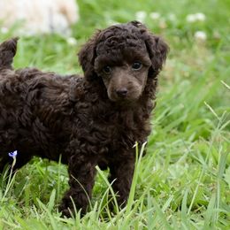 Miniature Australian Shepherd, Poodle, and Toy Australian Shepherd Puppies from Donna’s Aussies & Pink Heart Poodles