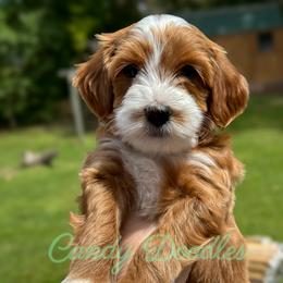 Ava - female Goldendoodle puppy in Florence, South Carolina from Candy Doodles