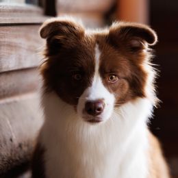 Border Collies from Leaftail