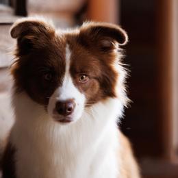 Border Collies from Leaftail