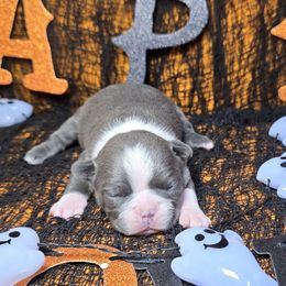 Blue Lil Girl - Blue female Boston Terrier puppy in Corsicana, Texas from JT Bostons