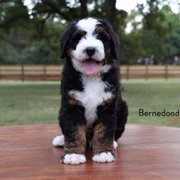 Bernedoodle Puppies from Bernedoodle Bliss