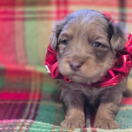 Boy 3 - Brown merle male Aussiedoodle puppy in Junction, Utah from Sugar Doodles