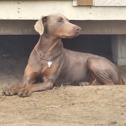 Moon - Doberman Pinscher