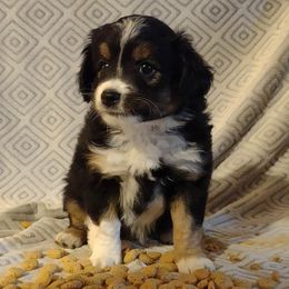 BLUE - Black Miniature Australian Shepherd puppy in Omak, Washington from Willow Flats Kennels