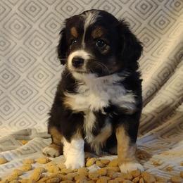 BLUE - Black Miniature Australian Shepherd puppy in Omak, Washington from Willow Flats Kennels