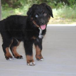 Kansas - Black tri-color male Australian Shepherd puppy in Crockett, Texas from Southern Paws Mini Aussies