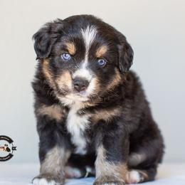 Ruger - Black tri male Miniature American Shepherd puppy in Tonopah, Arizona from King's Miniature American Shepherds