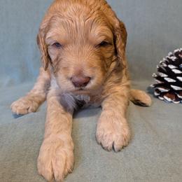 Duke - Apricot male Goldendoodle puppy in Rochester, New York from Aimee Schamback
