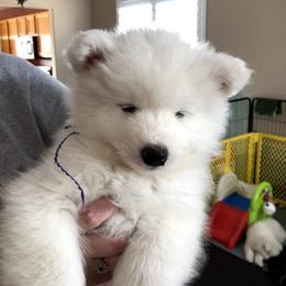 Samoyed and Shiba Inu Puppies from Wintermist Samoyeds