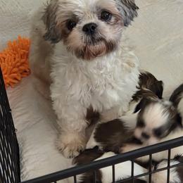 Shih Tzu puppies from Olive's Grove