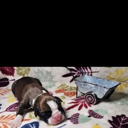 Boxer and Shih Tzu Puppies from L&L European Boxers and Shih Tzus