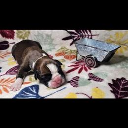 Boxer and Shih Tzu Puppies from L&L European Boxers and Shih Tzus