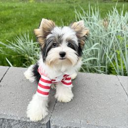 Blue - Biewer Terrier