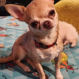 Tiva - Chihuahua