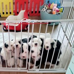 Old English Sheepdog Puppies from Orleans Old English Sheepdogs