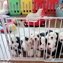 Old English Sheepdog Puppies from Orleans Old English Sheepdogs