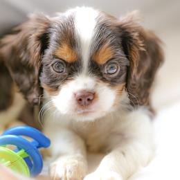 "Chocolate Tri" Cavalier King Charles Spaniel Puppies from West Coast Cavaliers