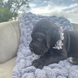 Mandy - Black female Great Dane puppy in Granby, Missouri from HCR Great Danes