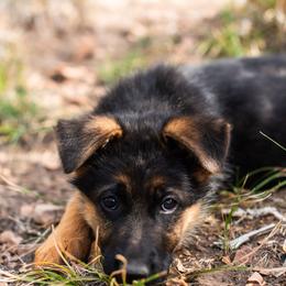Light Blue Female - Black and red female German Shepherd puppy in Kamas, Utah from Uinta Mountain Shepherds