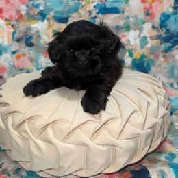 Prince  (Green collar) - Black male Shih Tzu puppy in Sherman, Texas from Shannon’s Sugar Sweet Shih Tzu’s