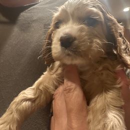 Blonde 2 orange collar 5...Rochio - Buff male Cocker Spaniel puppy in Columbia, South Carolina from Fleur de Lis Cockers- Cuchna Cockers