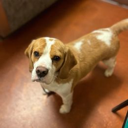 Isabella - Beagle