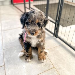Bernedoodle and Bernese Mountain Dog Puppies from Central Wisconsin Bernedoodles