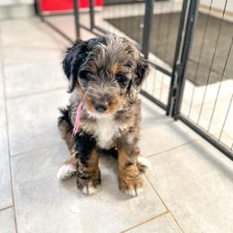 Bernedoodle and Bernese Mountain Dog Puppies from Central Wisconsin Bernedoodles