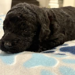 Goldendoodle and Poodle Puppies from Southern Stroll Poodles & Doodles