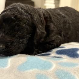 Goldendoodle and Poodle Puppies from Southern Stroll Poodles & Doodles