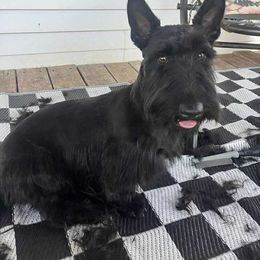 Devin - Scottish Terrier