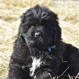 Newfoundland Puppies from Bydand Newfoundlands