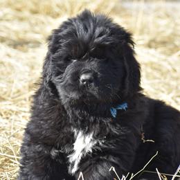 Newfoundland Puppies from Bydand Newfoundlands