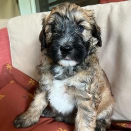 Boy 5 (yellow collar) - Brown male Whoodle puppy in Concord, North Carolina from RockyRiverWhoodles